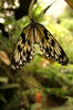 Butterfly 3