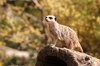 Meerkat 4