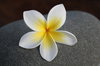 Frangipani (Plumeria) #1