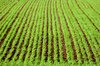 Crop in field
