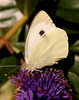 Butterfly on Flower