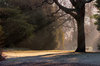 Winter Sun 1
