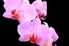 Pink Orchids