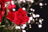 Red Roses 1