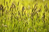 Grass Background