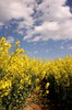Rapeseed and Sky