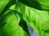 basil leaves