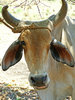 cow face