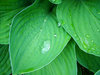 hosta leaves