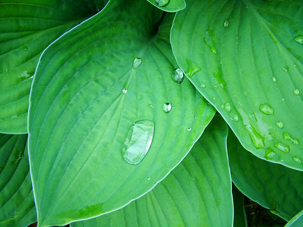 hosta leaves: Im happy for anyone to use any of my shots restriction free. I would only ask that they not be used for political, sexual or hate purposes, in keeping with the spirit of SXC.Also I would appreciate a quick mail to let me know how you've used the shot, jus