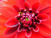 red chrysanthemum