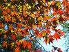 acer backlit by the sun