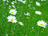 meadow 2