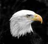 Bald Eagle 2