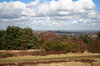 Clouds over the forest