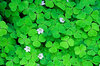 Wood Sorrel 2