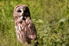 Great Grey Owl 1