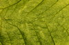 Leaf Texture