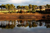 Reflected Tree 1
