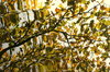 Tree Reflected In Water