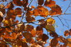 Autumn Blue