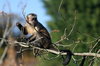 Spider Monkey in Tree
