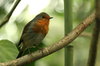 Indoor Robin