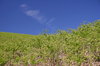 Fern and Sky