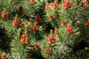 Fir Background