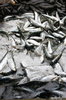 Frozen Market Fish