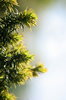 Tree Border