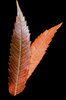 Autumn leaves 2