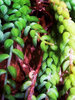 succulent plant