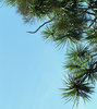 Tree corner