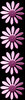 Daisy chain 2