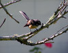 Fantail of New Zealand 2