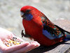 Feeding the bird