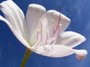 Lily White