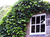 ivy covered window