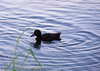 Ripples on the water