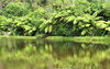 Ferny green bank