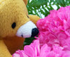 Teddy sniffs