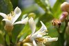bee flight
