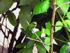 HummingBirds