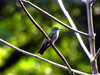 HummingBirds