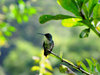 HummingBirds