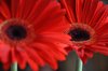 Gerbera