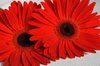 Gerbera