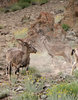 Himalayan blue sheep