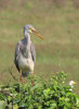 Western Reef Heron